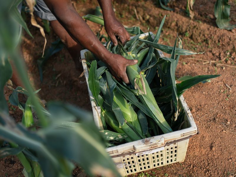 Hands lifting freshly harvested corn into a crate in the field
